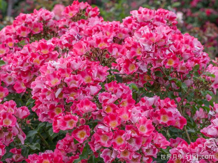 无忧无虑月季Carefree Spirit(图4)