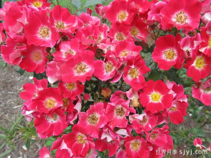 无忧无虑月季Carefree Spirit(图3)