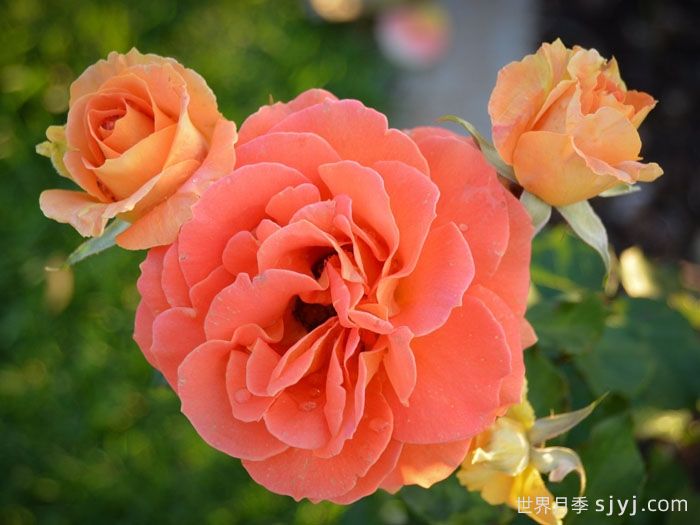 铜管乐队月季Brass Band(图1)