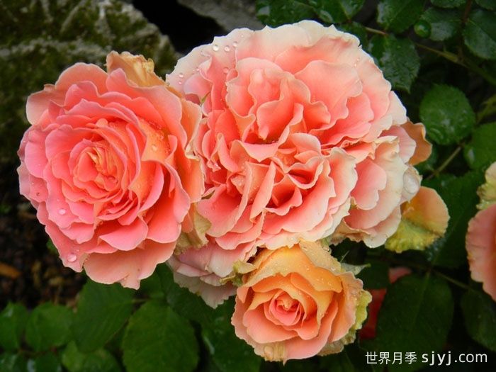 铜管乐队月季Brass Band(图2)