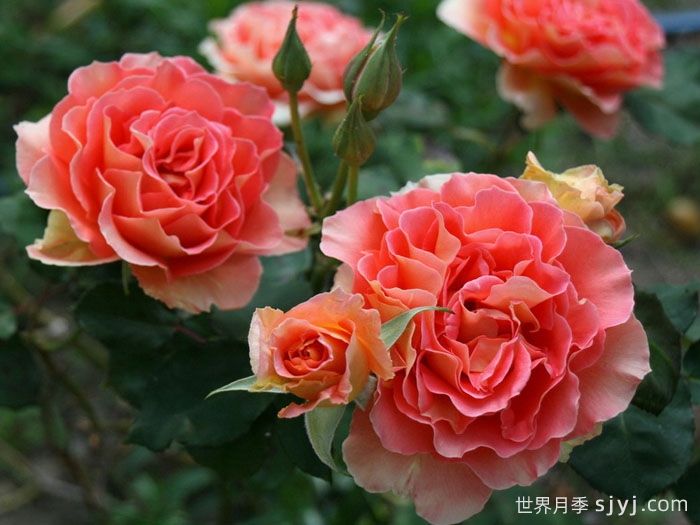 铜管乐队月季Brass Band(图3)