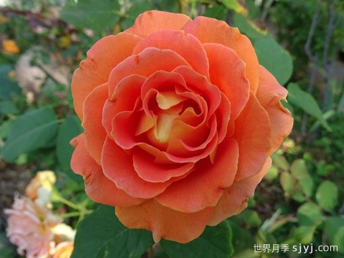 铜管乐队月季Brass Band(图4)