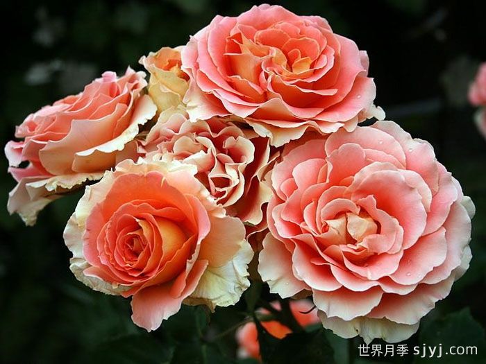 铜管乐队月季Brass Band(图5)