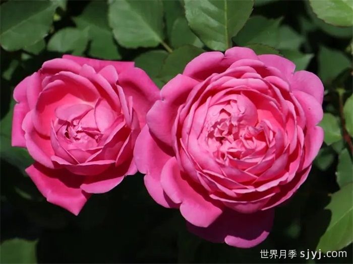 童话奏鸣曲月季Marchen Kugel(图1)