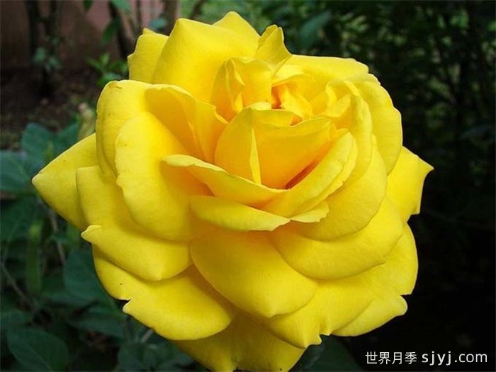 图卢兹月季/图卢兹劳特累克Toulouse-Lautrec(图1)