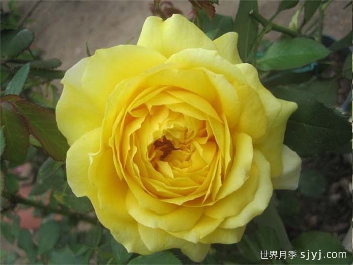 图卢兹月季/图卢兹劳特累克Toulouse-Lautrec(图2)