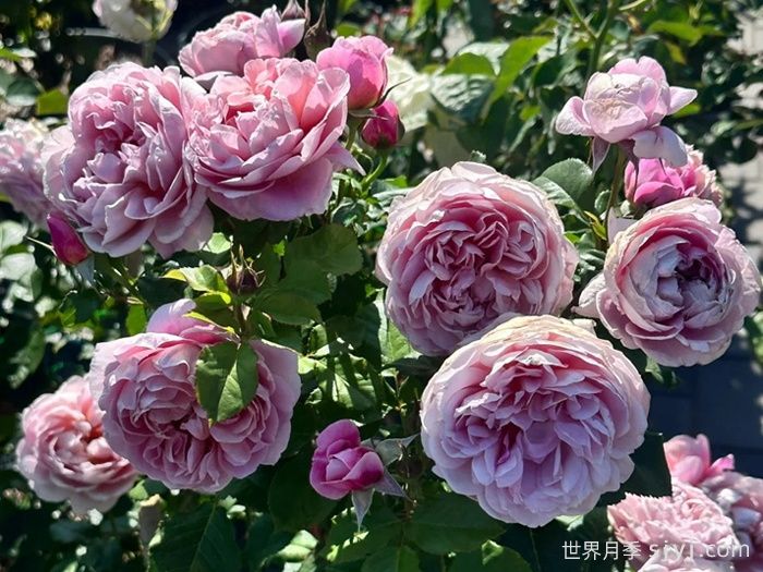 图雅思酒庄月季/图雅斯酒庄La Terrasse(图1) 图雅思酒庄月季/图雅斯酒庄La Terrasse(图1)