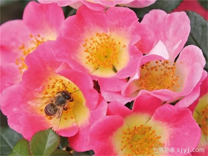 托普琳娜月季Topolina(图1)