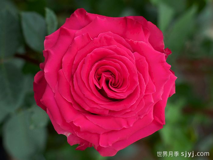 完美蒙蒂月季/浑身是胆Full Monty(图1)