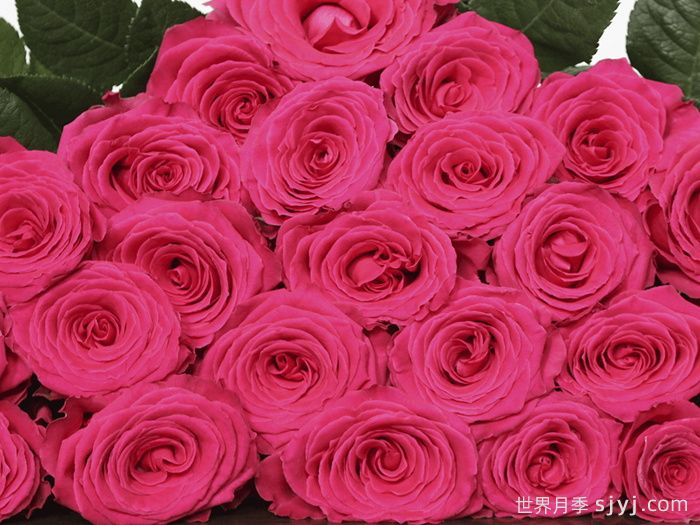 完美蒙蒂月季/浑身是胆Full Monty(图2)