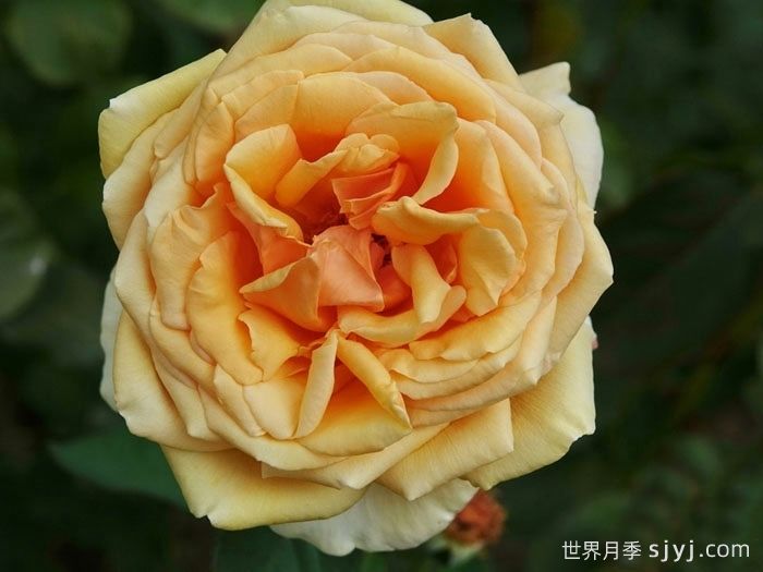 瓦伦西亚月季Valencia(图1)