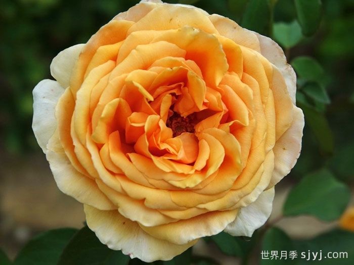 瓦伦西亚月季Valencia(图2)