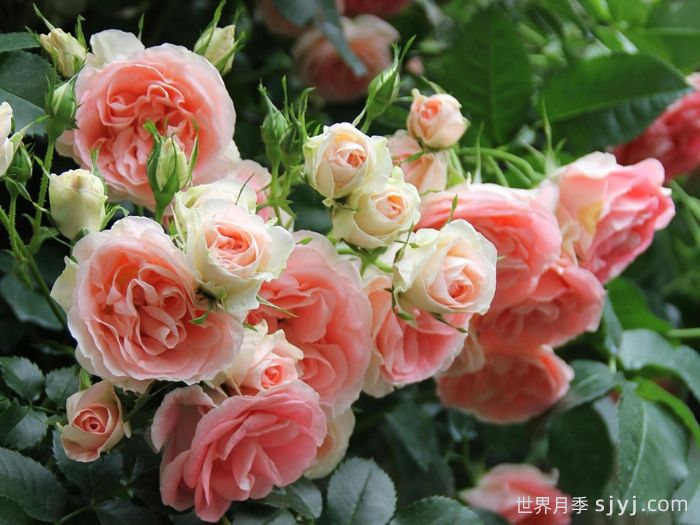 纨绔子弟月季/法国小姐月季Jet Set(图2)