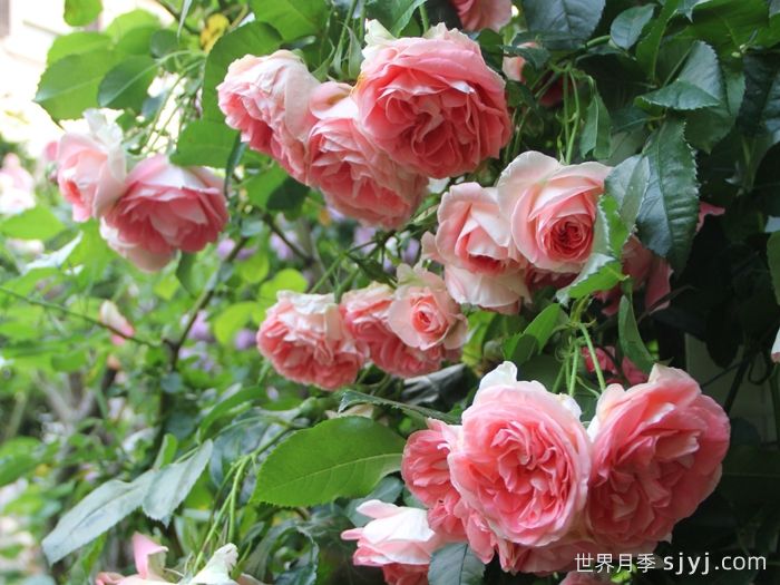 纨绔子弟月季/法国小姐月季Jet Set(图3)