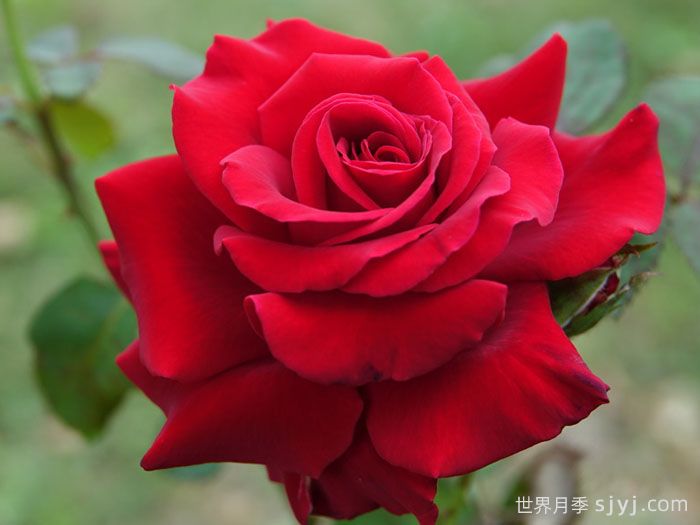 完美红色月季Perfectly Red(图2)