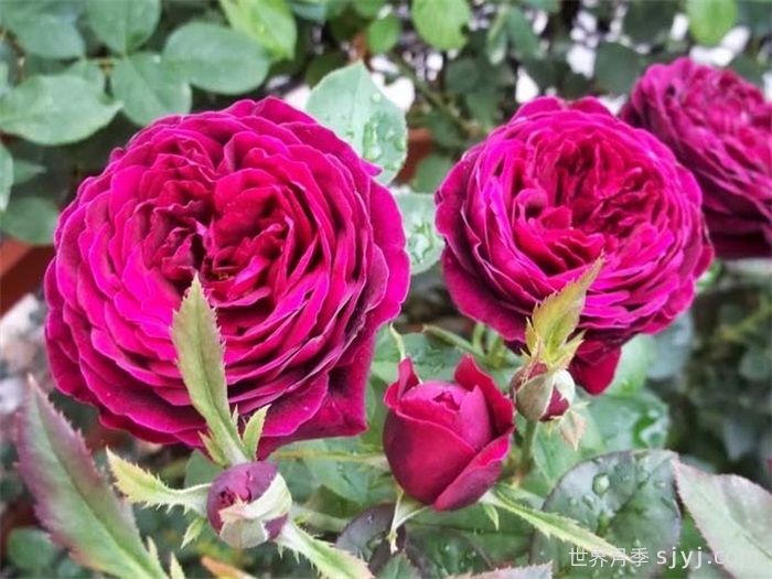 王子月季The Prince(图2)