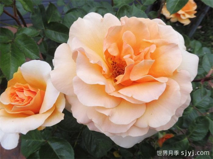 威尔士金月季Welsh Gold(图1)