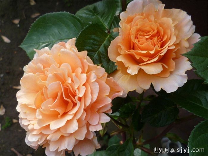 威尔士金月季Welsh Gold(图3)