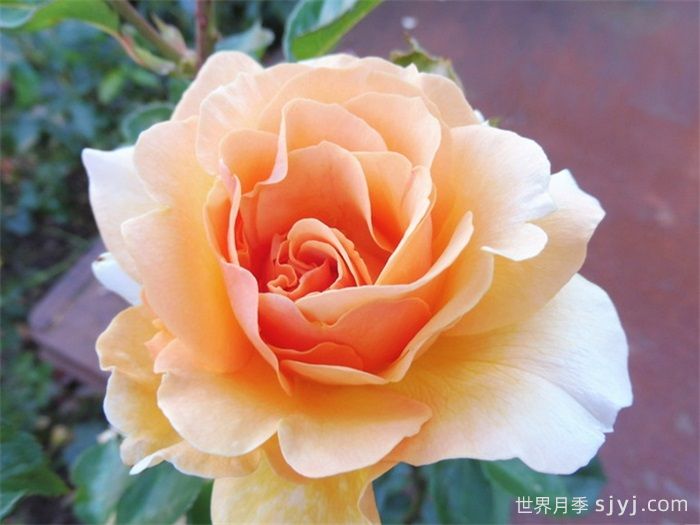 威尔士金月季Welsh Gold(图2)