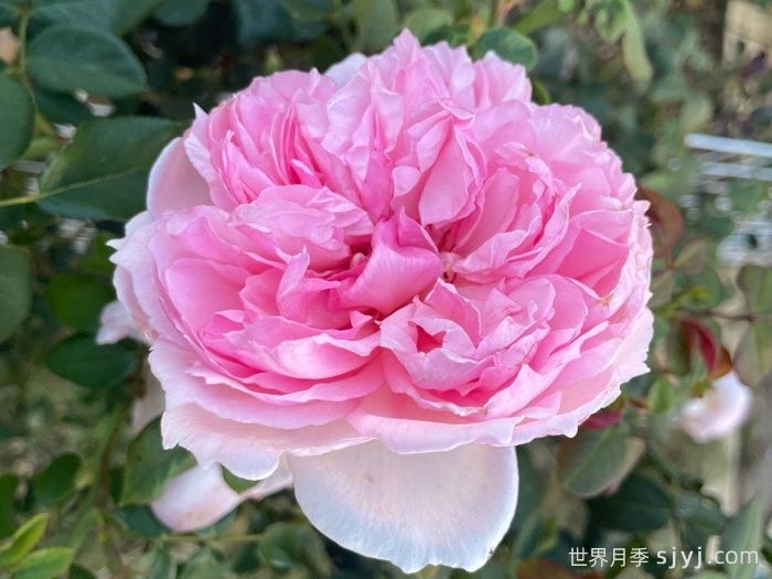 威基伍德月季/粉伍德月季The Wedgwood(图1)