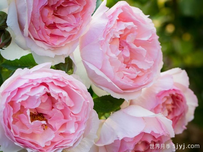 威基伍德月季/粉伍德月季The Wedgwood(图2)