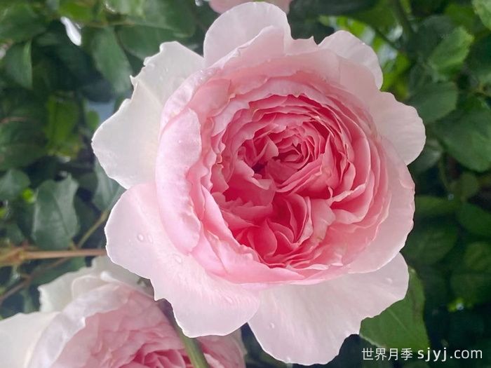 威基伍德月季/粉伍德月季The Wedgwood(图4)