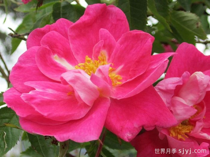 威廉巴芬月季William Baffin(图1)