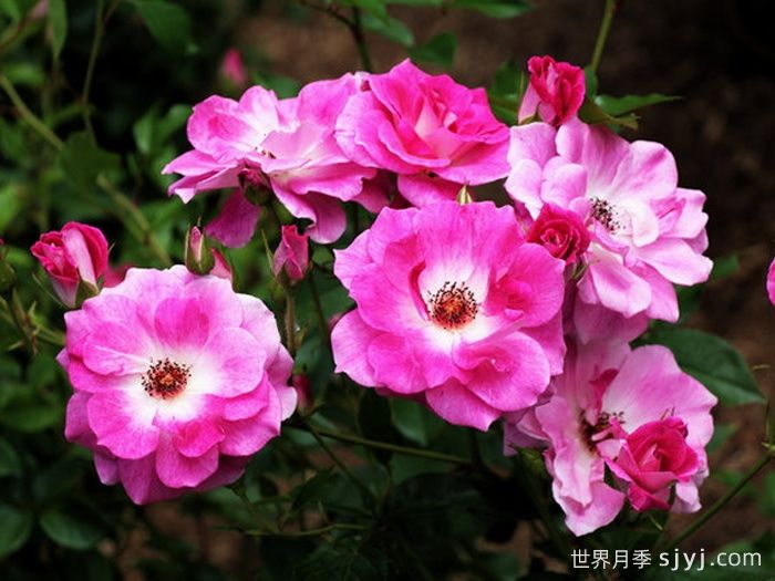 威廉巴芬月季William Baffin(图2)