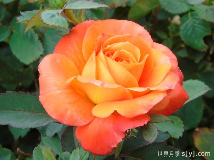 无畏月季/勇敢Fearless(图1)