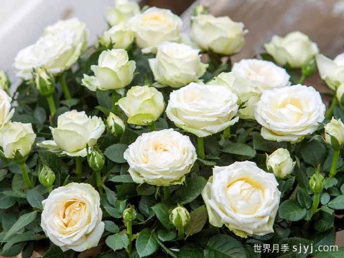 无限白色月季Infinity White(图1)