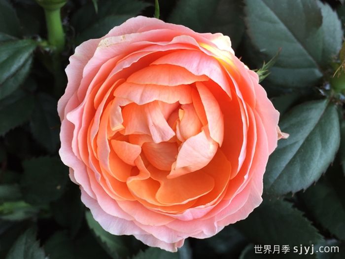 无限女王月季Queen of Infinity(图1)