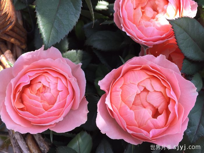 无限女王月季Queen of Infinity(图3)