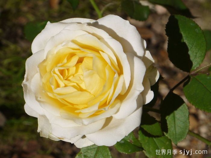 无限永远月季/英菲尼迪Infinity(图1)