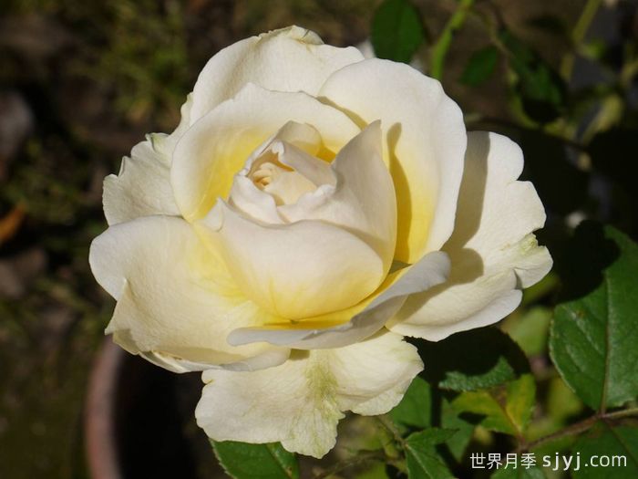 无限永远月季/英菲尼迪Infinity(图2)