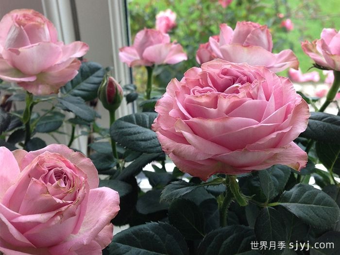 无限粉红月季/粉色无限月季Pink Infinity(图1)