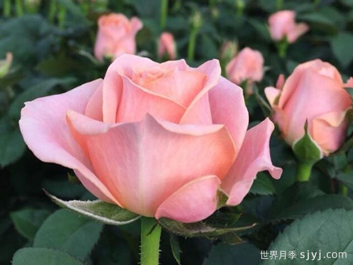 无限公主月季Princess of Infinity(图2)