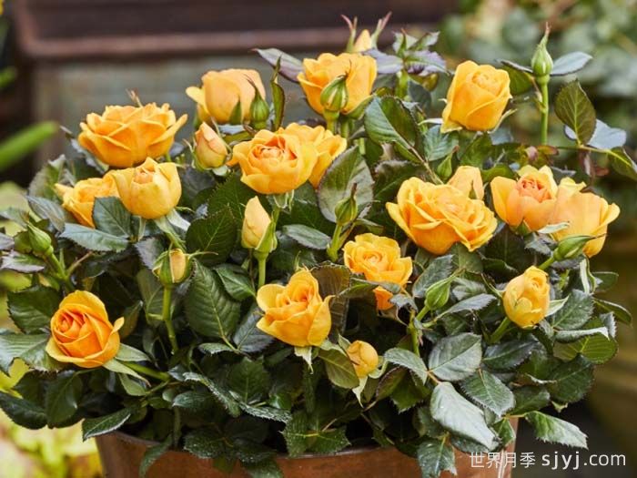 无限金色月季/金无限Jinfinity(图2)