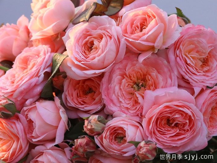 梧桐月月季(图2)