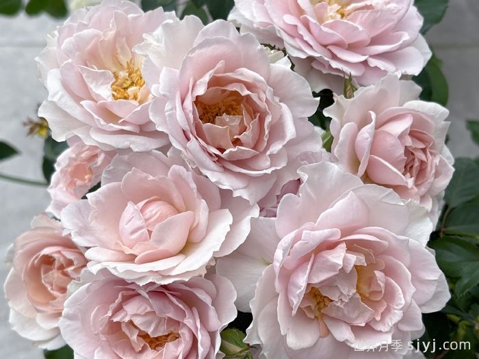 五十弦月季(图1)