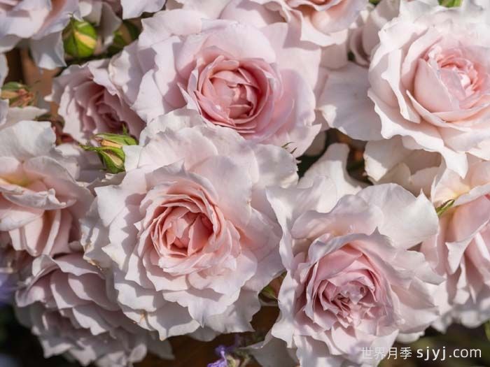 五十弦月季(图2)