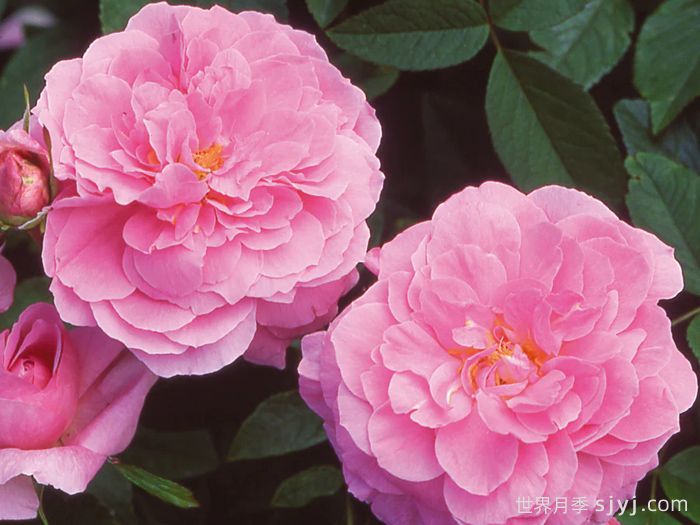 五月花月季The Mayflower(图1)