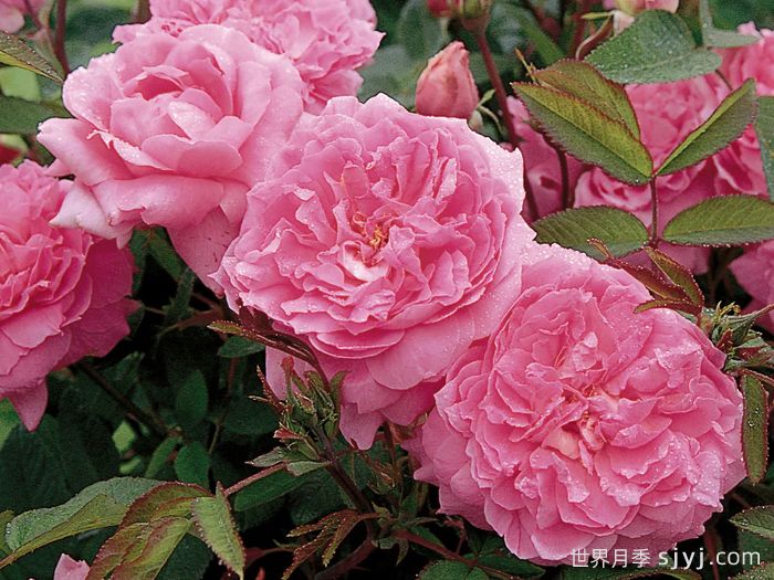 五月花月季The Mayflower(图2)