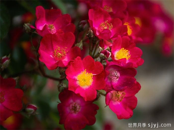 午夜小姐月季Mademoiselle des Minuits(图1)