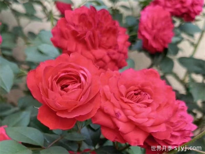 西湖红锦月季(图2)