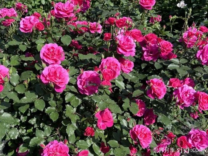 西子景行月季(图2)