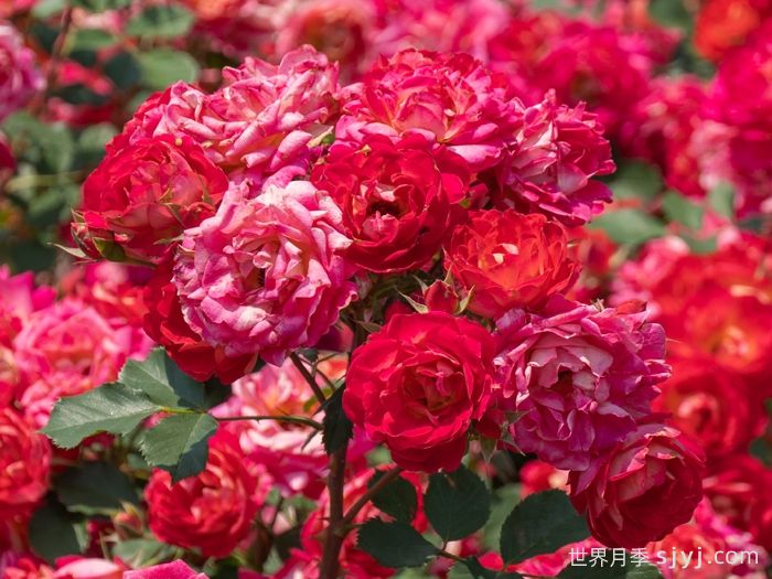 西子婉约月季(图3)