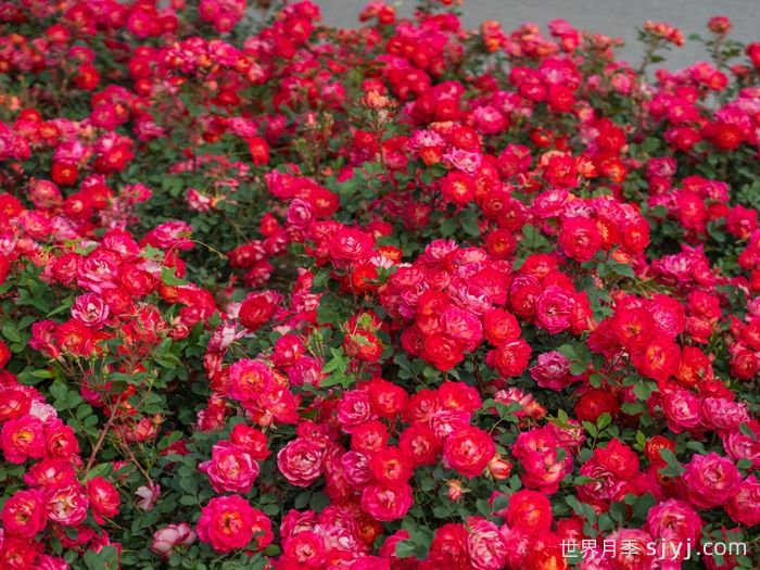 西子婉约月季(图4)