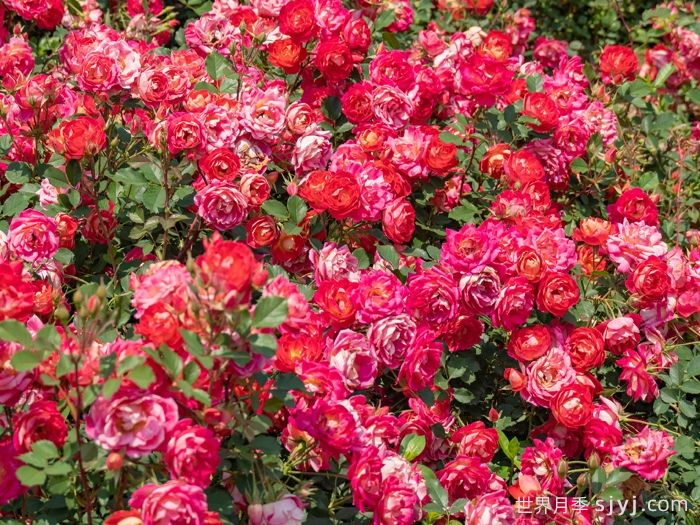 西子婉约月季(图5)