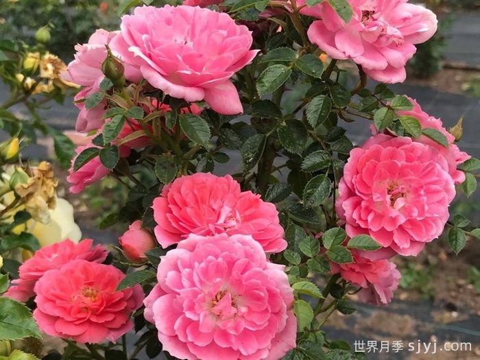 向前向上月季Onward and Upward(图2)