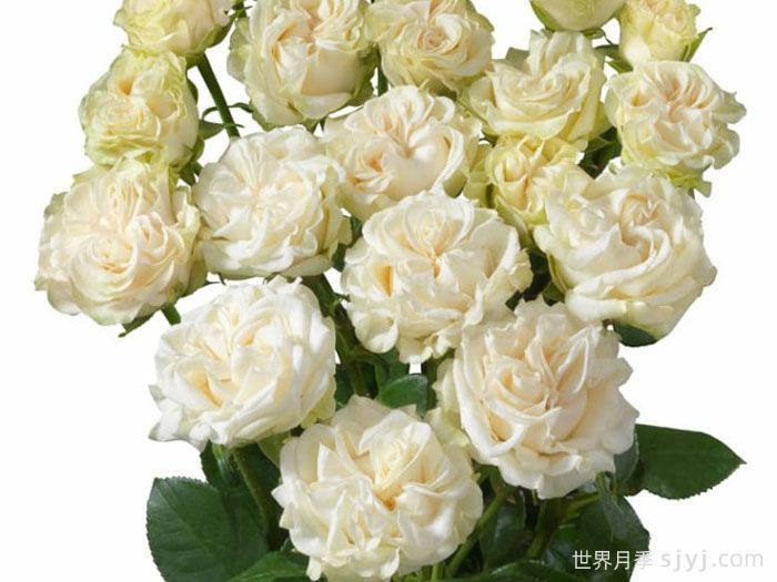 象牙流动月季Ivory Flow(图2)